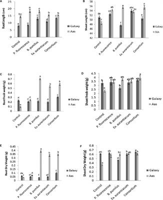 Potential of Salt Tolerant PGPR in Growth and Yield Augmentation of Wheat (Triticum aestivum L.) Under Saline Conditions